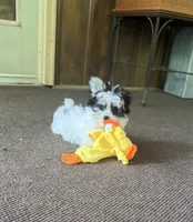 Small Morkie Boy, a male Morkie for sale in Indianapolis, IN – 3 of 5