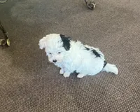 Morkie Boy 2, a male Morkie for sale in Indianapolis, IN – 4 of 4