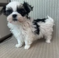 Tiny Female Morkie , a female Morkie for sale in Indianapolis, IN – 3 of 3