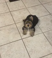 AKC Yorkie Female, a female Yorkshire Terrier for sale in Indianapolis, IN – 2 of 4