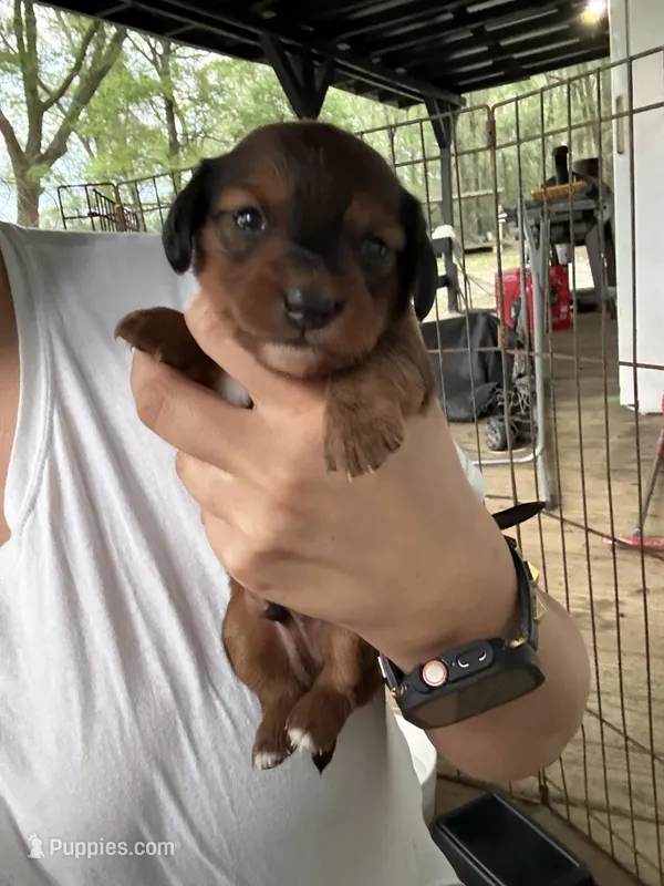 Boy 3 – Miniature Dachshund puppy on hold in Samson, AL