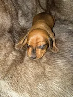 Boy 3, a male Miniature Dachshund for sale in Samson, AL – Photo 3 of 4