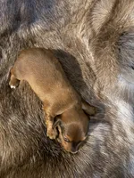 Boy 3, a male Miniature Dachshund for sale in Samson, AL – Photo 1 of 4