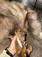 Boy 3, a male Miniature Dachshund for sale in Samson, AL – Photo 2 of 4