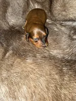 Boy 2, a male Miniature Dachshund for sale in Samson, AL – Photo 3 of 3