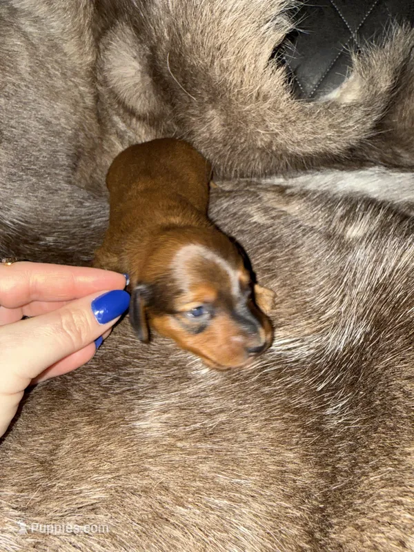 Boy 2 – Miniature Dachshund puppy for sale in Samson, AL