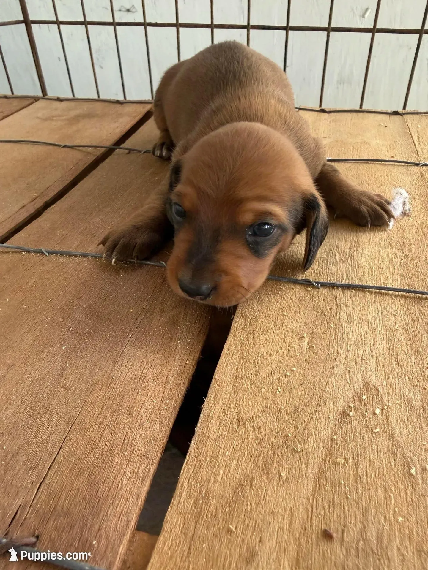 Boy 1 – Miniature Dachshund puppy for sale in Samson, AL