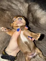 Girl, a female Miniature Dachshund for sale in Samson, AL – Photo 2 of 5