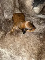 Girl, a female Miniature Dachshund for sale in Samson, AL – Photo 5 of 5