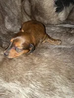 Girl, a female Miniature Dachshund for sale in Samson, AL – Photo 3 of 5