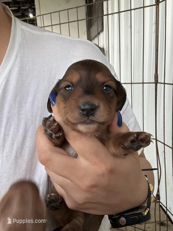 Girl – Miniature Dachshund puppy on hold in Samson, AL
