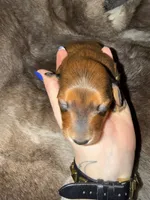 Girl, a female Miniature Dachshund for sale in Samson, AL – Photo 1 of 5