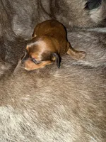 Girl, a female Miniature Dachshund for sale in Samson, AL – Photo 4 of 5