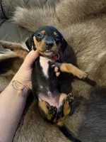 B&T female, a female Miniature Dachshund for sale in Samson, AL – 2 of 2