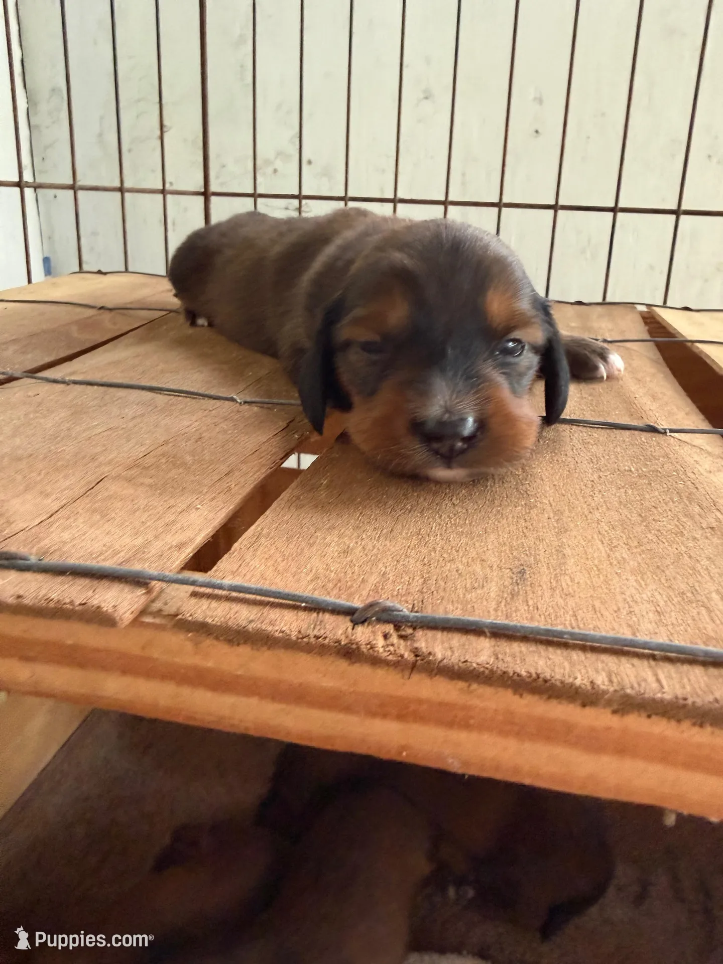 Boy 2 long hair, a male Miniature Dachshund for sale in Samson, AL – Photo 6 of 7