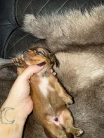 Red male 1, a male Miniature Dachshund for sale in Samson, AL – 1 of 2