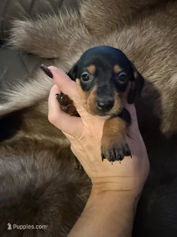 B&T female – Miniature Dachshund puppy for sale in Samson, AL