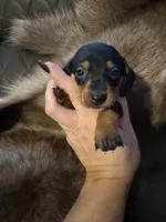 B&T female, a female Miniature Dachshund for sale in Samson, AL – 1 of 2