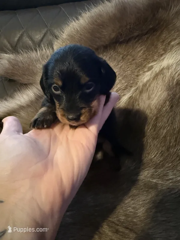 B&T male 1 – Miniature Dachshund puppy for sale in Samson, AL