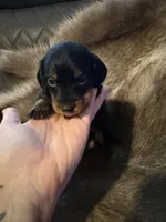 B&T male 1, a male Miniature Dachshund for sale in Samson, AL – 1 of 2