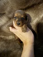 Red male 1, a male Miniature Dachshund for sale in Samson, AL – 2 of 2