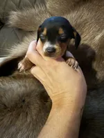 B&T female 2, a female Miniature Dachshund for sale in Samson, AL – 2 of 2