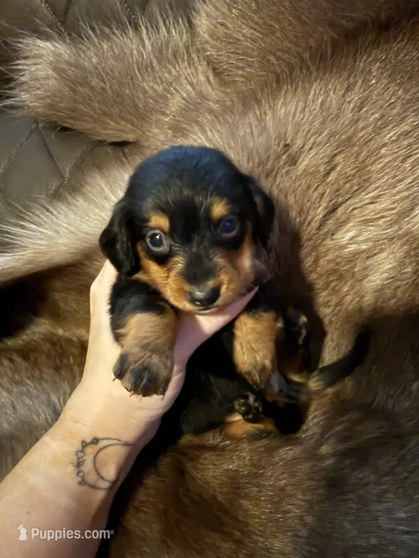 B&T male 2 – Miniature Dachshund puppy for sale in Samson, AL