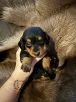 B&T male 2, a male Miniature Dachshund for sale in Samson, AL – 1 of 2