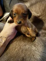 Red male 2, a male Miniature Dachshund for sale in Samson, AL – 1 of 2
