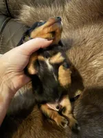 B&T male 2, a male Miniature Dachshund for sale in Samson, AL – 2 of 2
