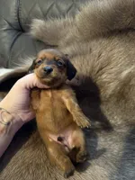 Red male 2, a male Miniature Dachshund for sale in Samson, AL – 2 of 2