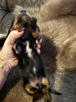 B&T male 1, a male Miniature Dachshund for sale in Samson, AL – 2 of 2