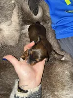 Boy 2, a male Miniature Dachshund for sale in Samson, AL – Photo 3 of 5