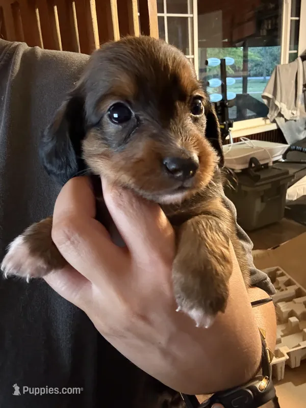 Boy 2 long hair – Miniature Dachshund puppy for sale in Samson, AL