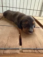 Boy 2 long hair, a male Miniature Dachshund for sale in Samson, AL – Photo 7 of 7