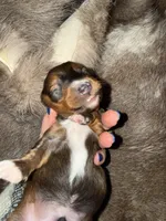 Boy 2, a male Miniature Dachshund for sale in Samson, AL – Photo 4 of 5