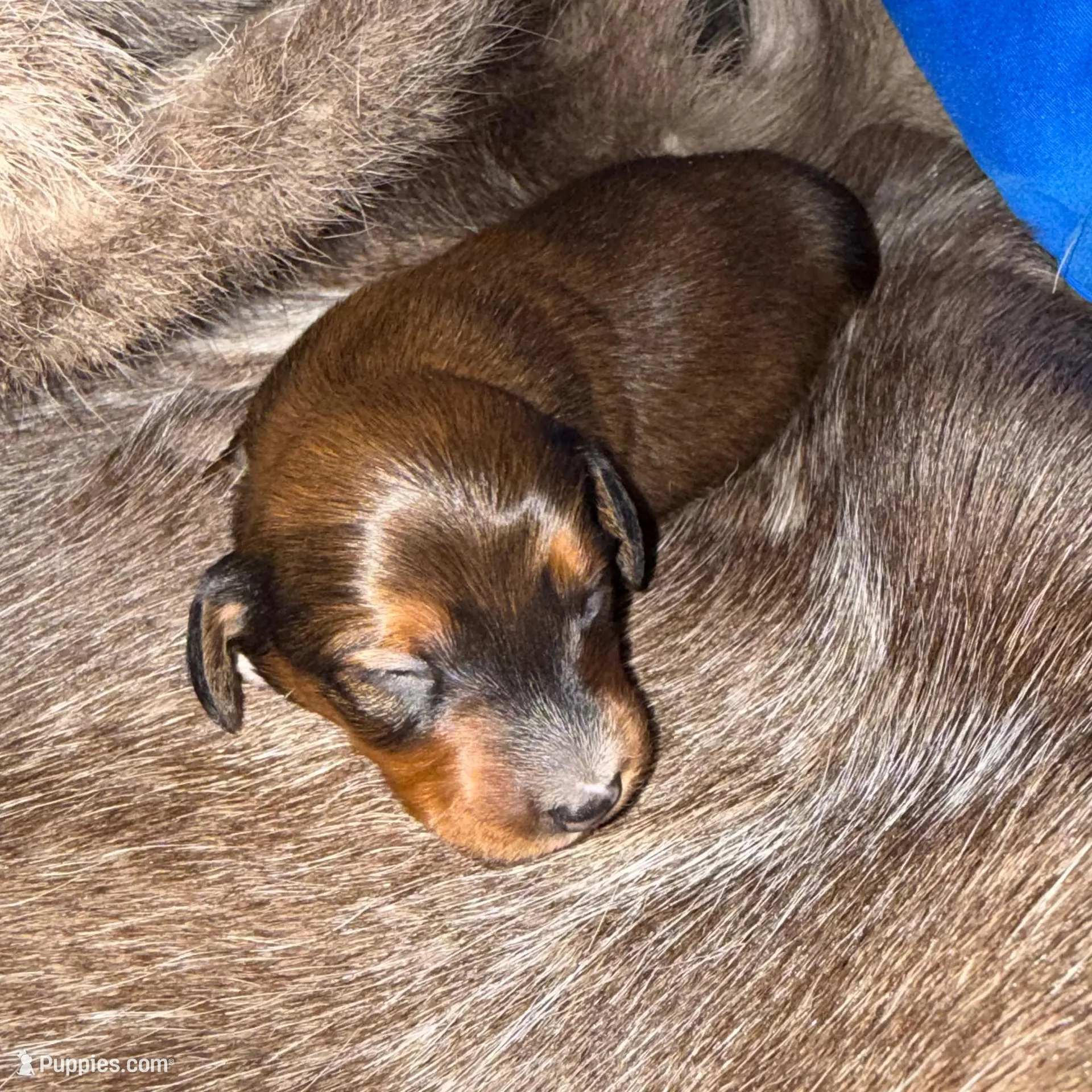 Boy 2 – Miniature Dachshund puppy for sale in Samson, AL