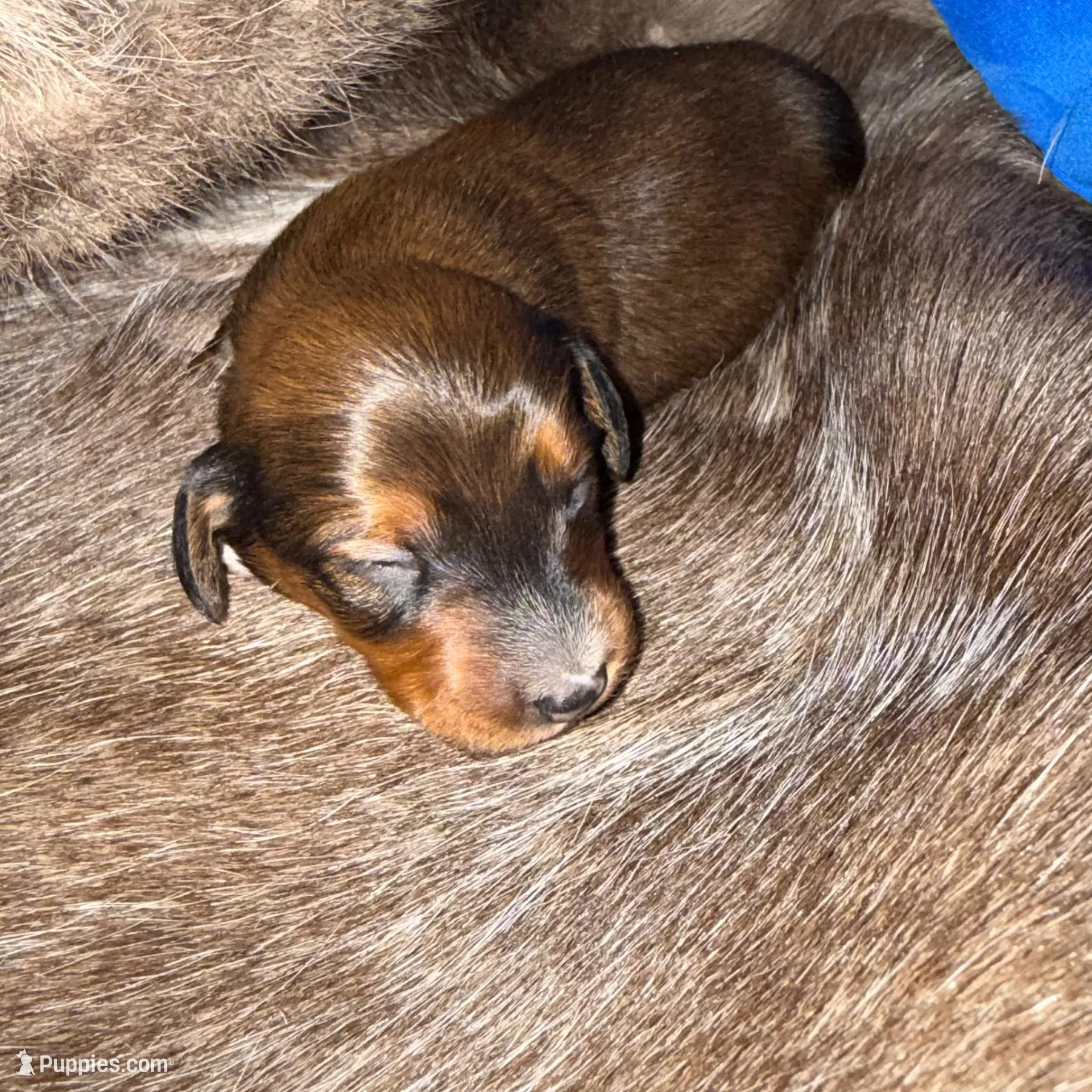 Boy 2, a male Miniature Dachshund for sale in Samson, AL – Photo 5 of 5