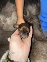 Boy 2, a male Miniature Dachshund for sale in Samson, AL – Photo 2 of 5