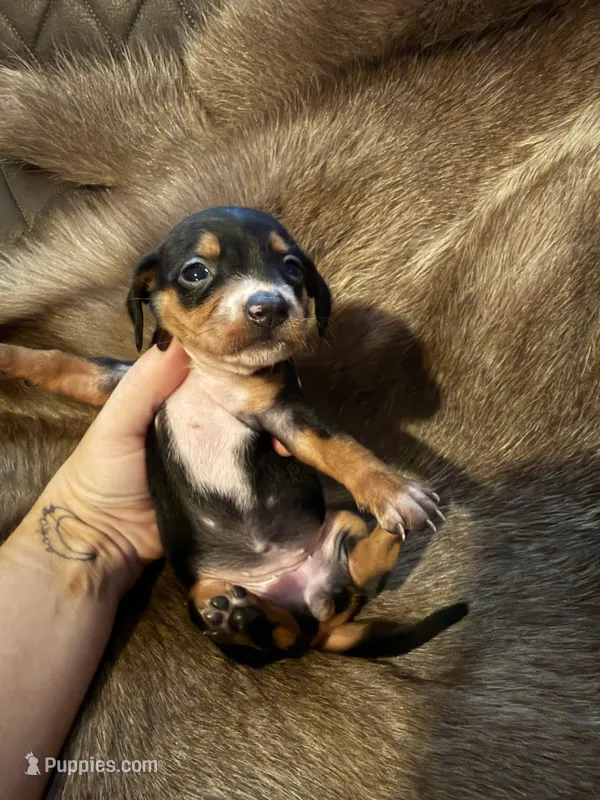 B&T female 2 – Miniature Dachshund puppy on hold in Samson, AL