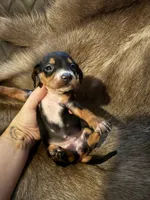 B&T female 2, a female Miniature Dachshund for sale in Samson, AL – 1 of 2