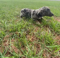 Lucy (or you name her), a female Border Collie and Dachshund for sale in Loogootee, IN – Photo 7 of 7