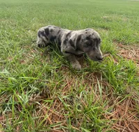 Lucy (or you name her), a female Border Collie and Dachshund for sale in Loogootee, IN – Photo 4 of 7