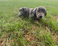 Lucy (or you name her), a female Border Collie and Dachshund for sale in Loogootee, IN – Photo 3 of 7