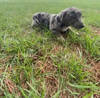 Lucy (or you name her), a female Border Collie and Dachshund for sale in Loogootee, IN – Photo 1 of 7