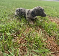 Lucy (or you name her), a female Border Collie and Dachshund for sale in Loogootee, IN – Photo 2 of 7