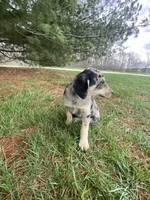 Max (or you name him), a male Border Collie and Dachshund for sale in Loogootee, IN – Photo 3 of 5