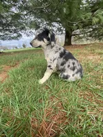 Max (or you name him), a male Border Collie and Dachshund for sale in Loogootee, IN – Photo 4 of 5