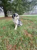 Max (or you name him), a male Border Collie and Dachshund for sale in Loogootee, IN – Photo 5 of 5