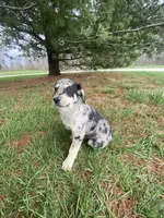 Max (or you name him), a male Border Collie and Dachshund for sale in Loogootee, IN – Photo 2 of 5